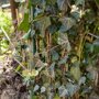 Groene eindbeugel en ijzeren paal